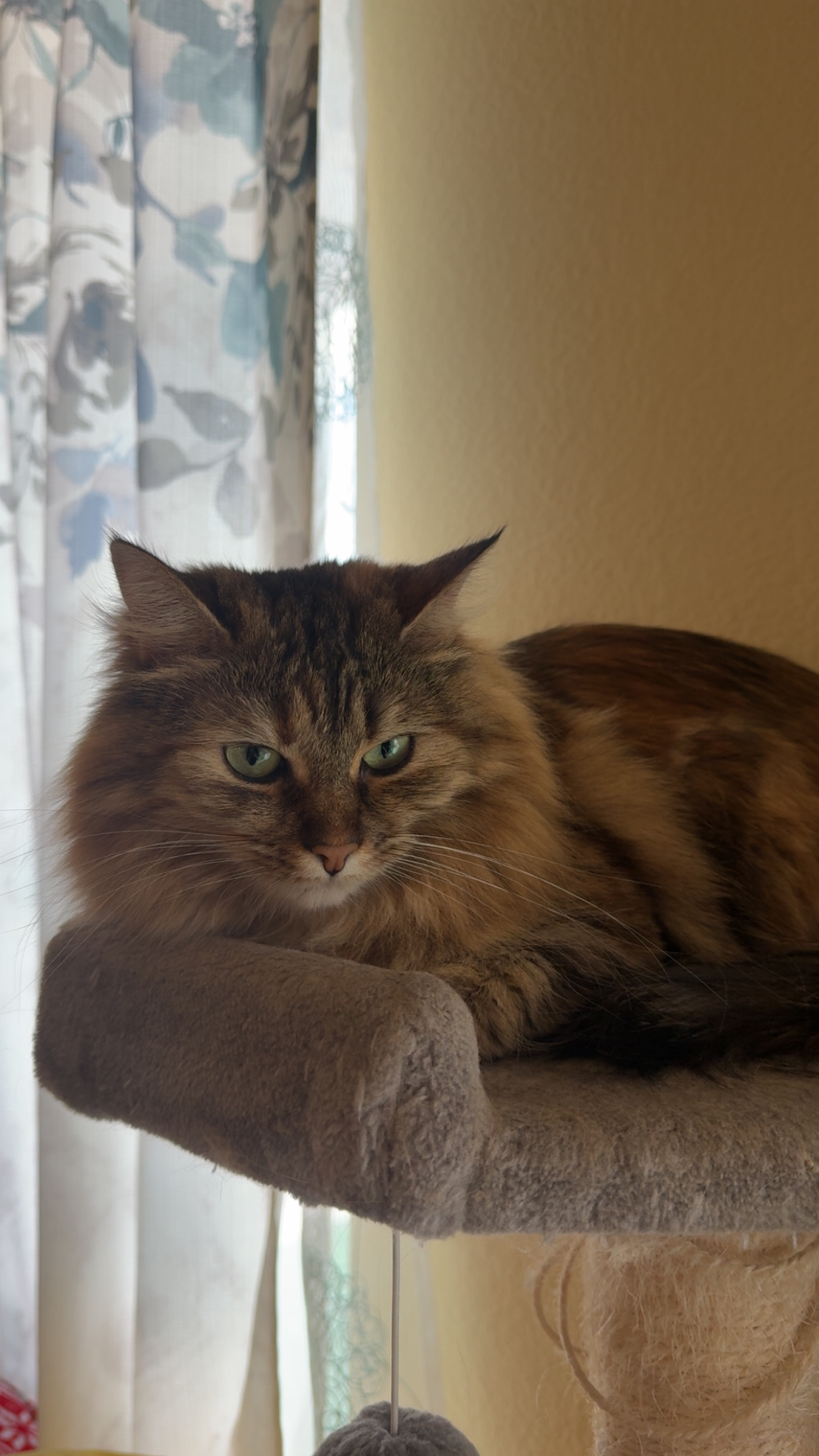 The cutest cat photo