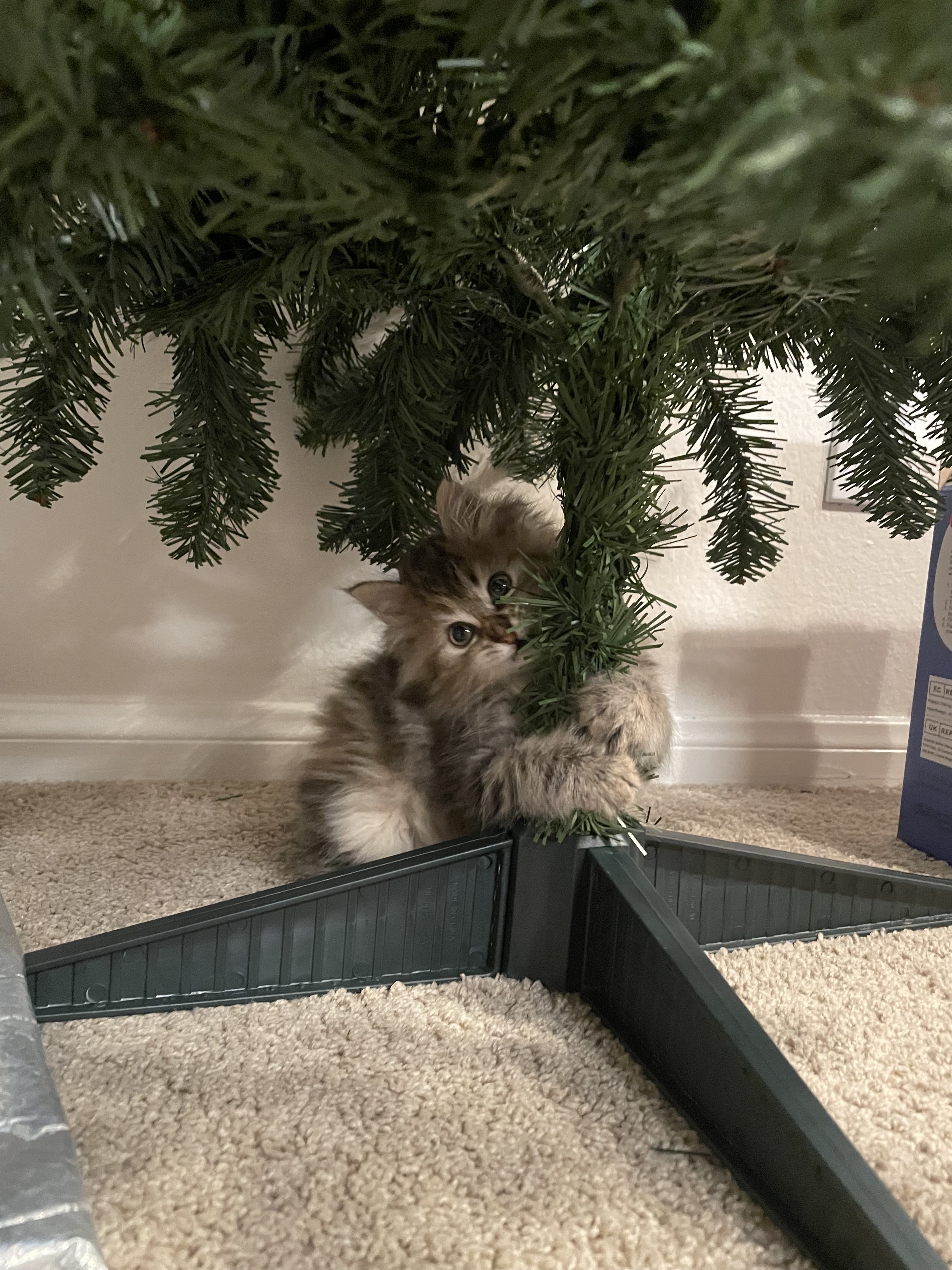 The cutest kitten photo